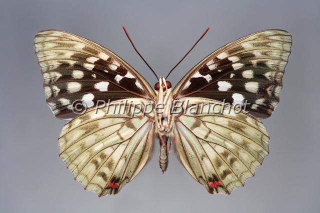 sasakia charonda 2.JPG - Sasakia charonda (verso)Japanese emperorLepidoptera, NymphalidaeChine